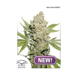  Auto Lemon Zkittle 【Dutch Passion】