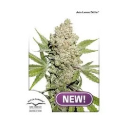 Auto Lemon Zkittle