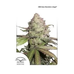 CBD Auto Charlotte Angel