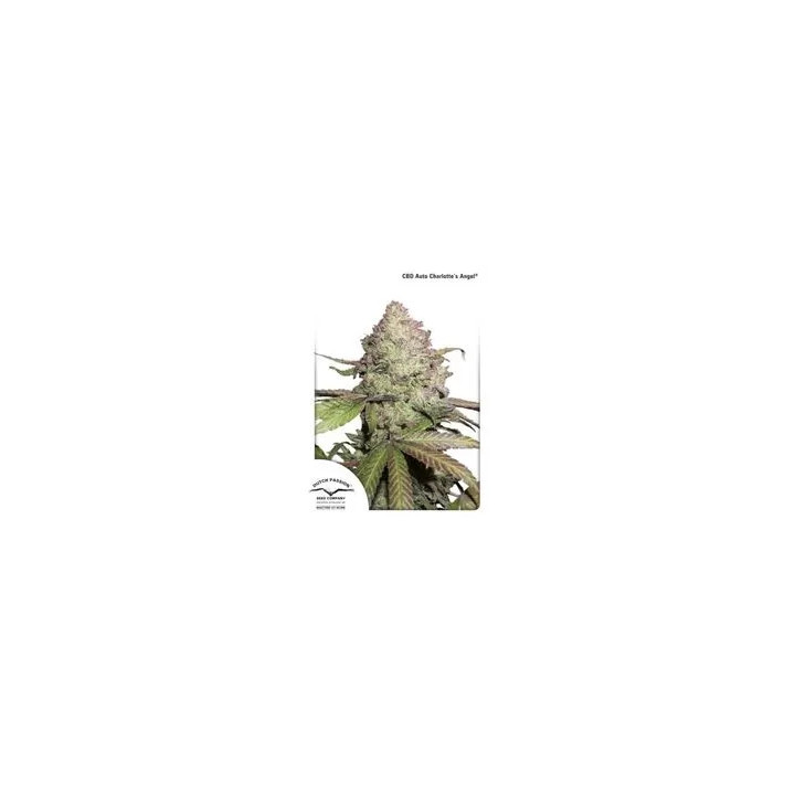 CBD Auto Charlotte Angel Dutch Passion