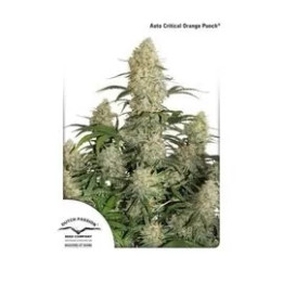  Auto Critical Orange Punch 【Dutch Passion】
