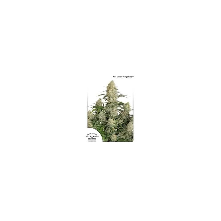  Auto Critical Orange Punch 【Dutch Passion】