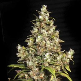  Monster Feminizada 【Eva Seeds】