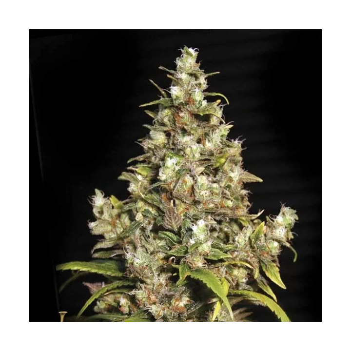 Monster Feminizada Eva Seeds