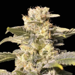  TNT Kush CBD Feminizada 【Eva Seeds】