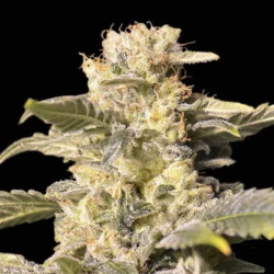 TNT Kush CBD