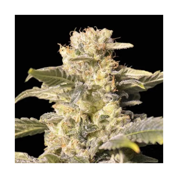  TNT Kush CBD Feminizada 【Eva Seeds】