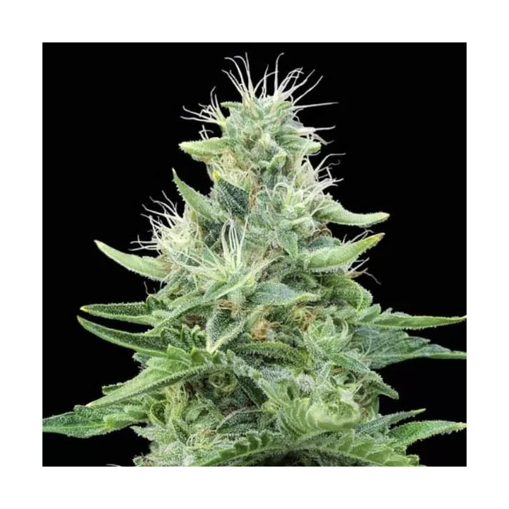 Gorilla Candy Feminizada Eva Seeds