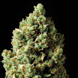 AUTO CRITICAL EXCLUSIVE