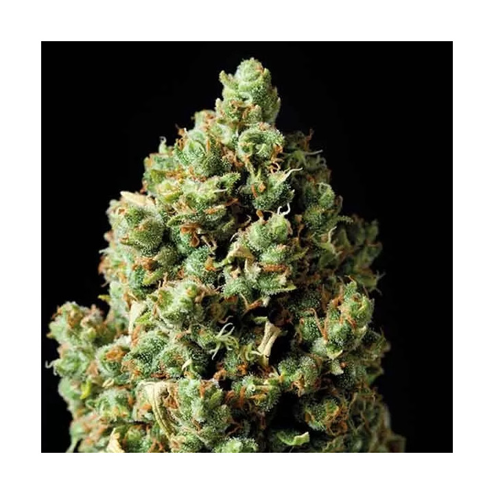 Auto Critical Exclusive Seeds