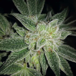  Auto Big Blue 【Exclusive Seeds】