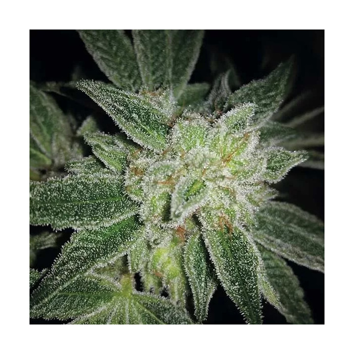  Auto Big Blue 【Exclusive Seeds】