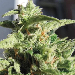  Auto Mozar 【Exclusive Seeds】
