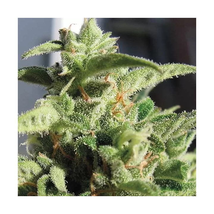 Auto Mozar Exclusive Seeds