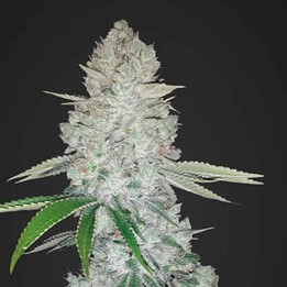  Gorilla Glue Auto 【Fast Buds Autofloreciente】