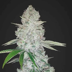 Gorilla Glue Auto