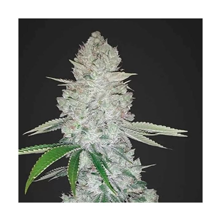 Gorilla Glue Auto Fast Buds Autofloreciente