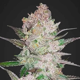  Cream Cookies Auto 【Fast Buds Autofloreciente】