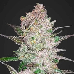Cream Cookies Auto