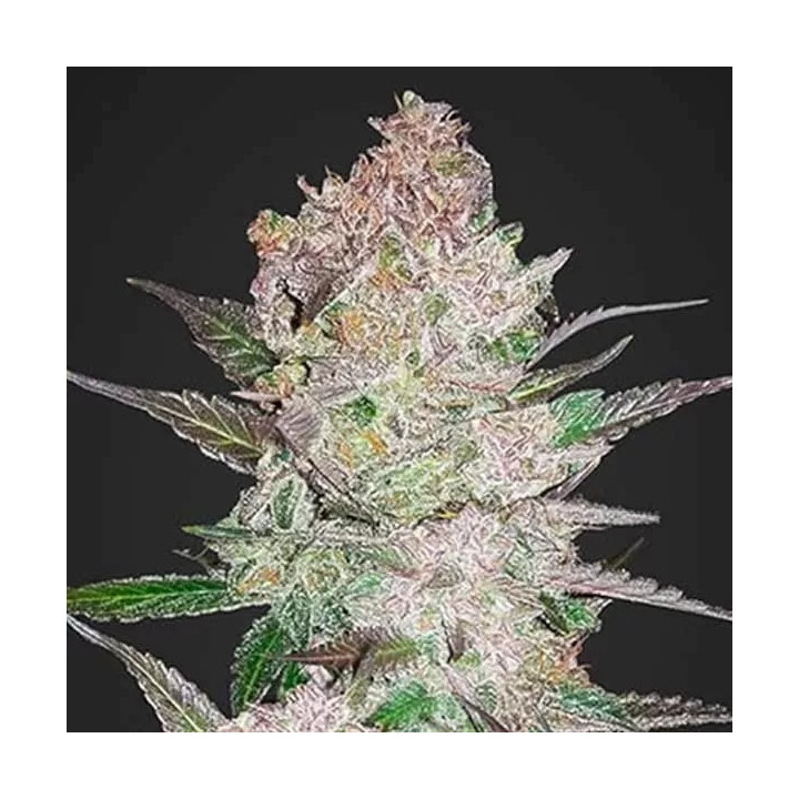 Cream Cookies Auto Fast Buds Autofloreciente