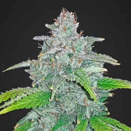  Blue Dream'matic Auto 【Fast Buds Autofloreciente】