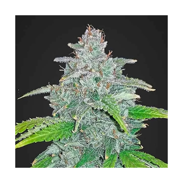 Blue Dream'matic Auto Fast Buds Autofloreciente