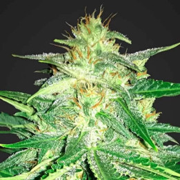  Lemon AK Auto 【Fast Buds Autofloreciente】