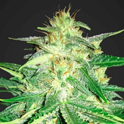 LEMON AK AUTO