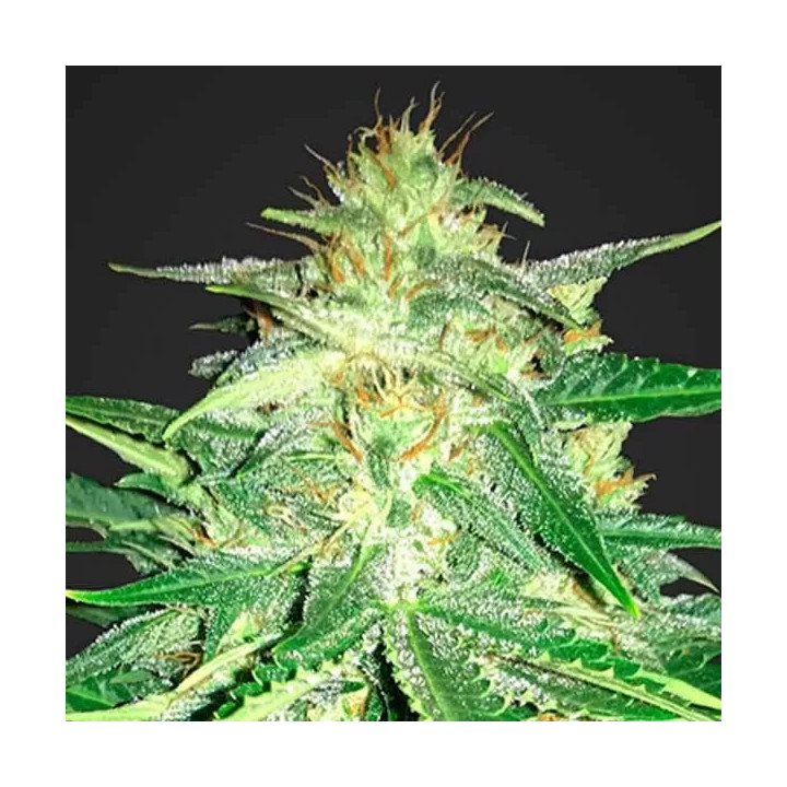 Lemon AK Auto Fast Buds Autofloreciente