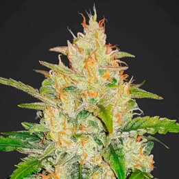  Zkittlez Auto 【Fast Buds Autofloreciente】