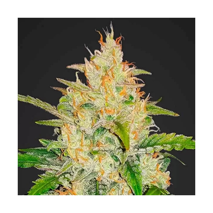 Zkittlez Auto Fast Buds Autofloreciente