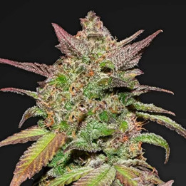  Smoothie Auto 【Fast Buds Autofloreciente】
