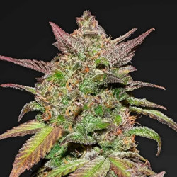 SMOOTHIE AUTO