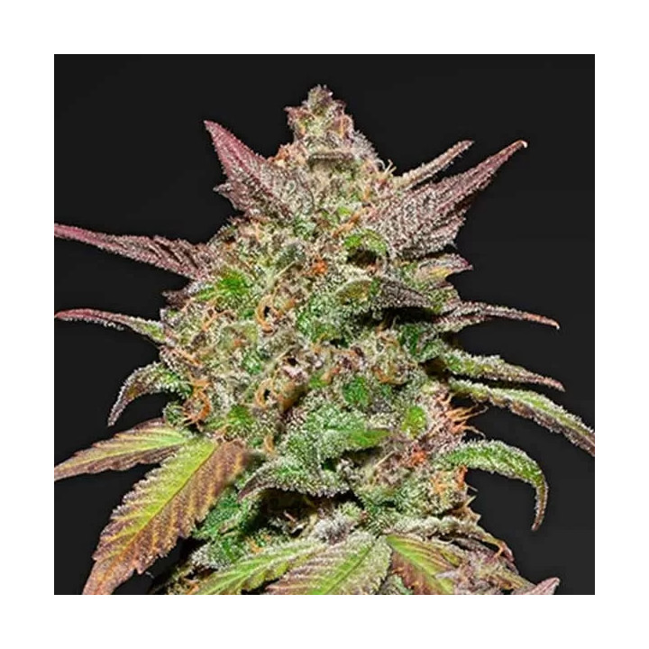 Smoothie Auto Fast Buds Autofloreciente