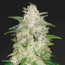 Gelato Auto