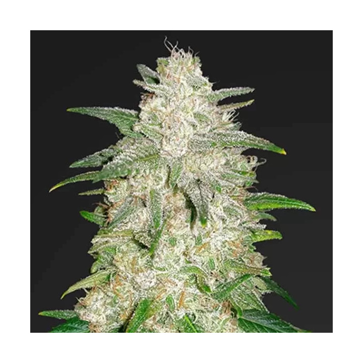 Gelato Auto Fast Buds Autofloreciente