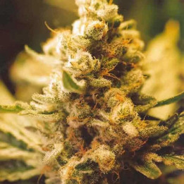  Lemon Kush Feminizada 【Female Seeds】
