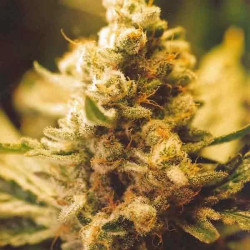 LEMON KUSH