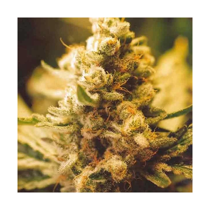 Lemon Kush Feminizada Female Seeds