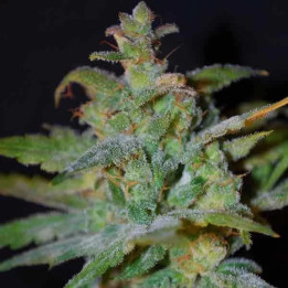  Auto Bubble 【Female Seeds Autofloreciente】