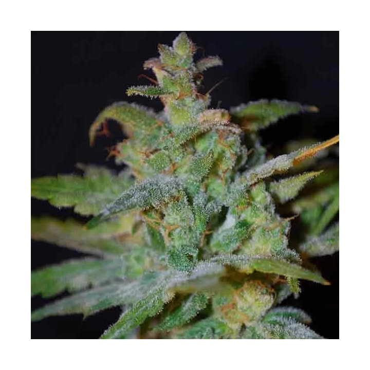  Auto Bubble 【Female Seeds Autofloreciente】