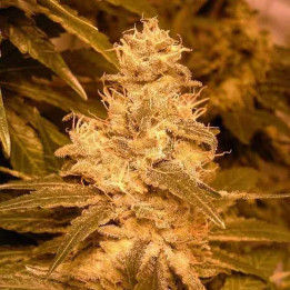  Auto kush 【Female Seeds Autofloreciente】