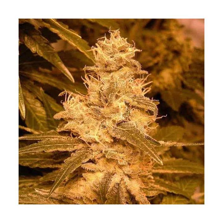 Auto kush Female Seeds Autofloreciente