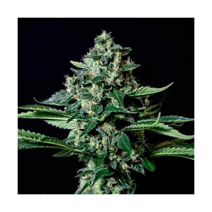 Gorila Bilbo Feminizada Genehtik Seeds