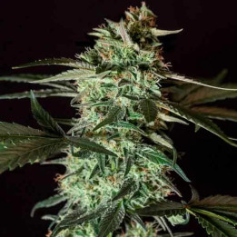  Medizinal CBD Feminizada 【Genehtik Seeds】