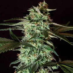 Medizinal CBD