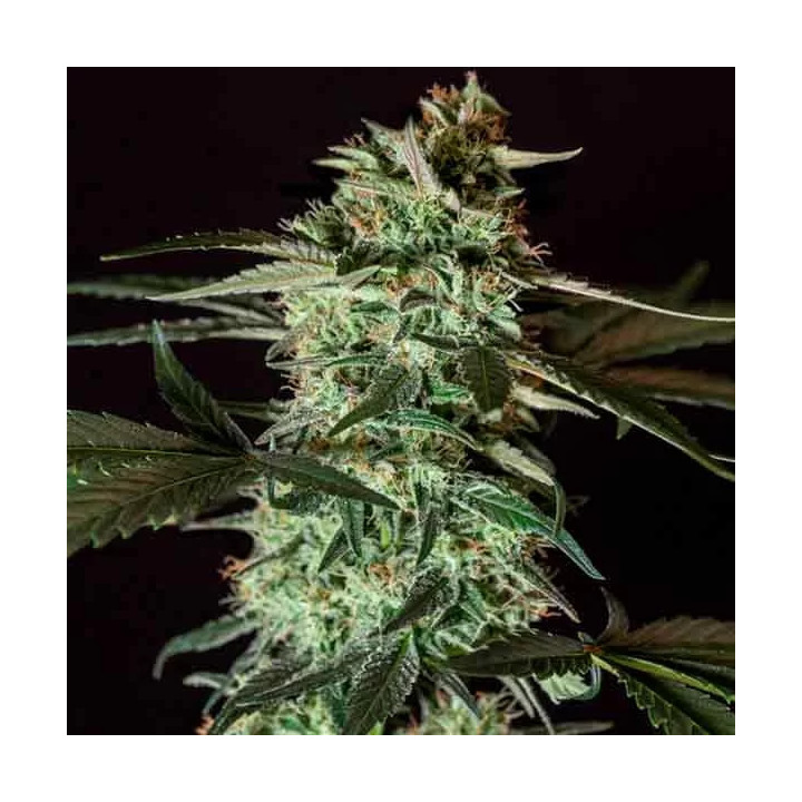 Medizinal CBD Feminizada Genehtik Seeds
