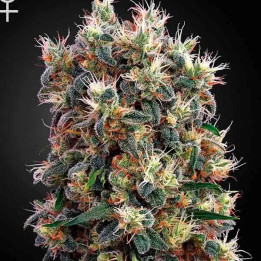 The Church Feminizada 【Green House Seeds】