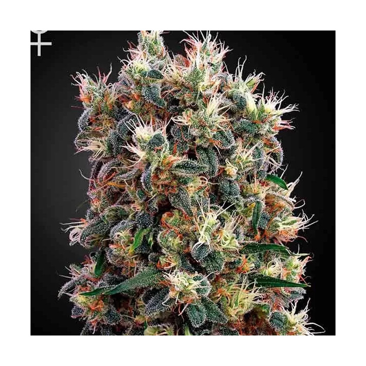  The Church Feminizada 【Green House Seeds】