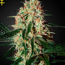  Arjan's Haze #3 Feminizada 【Green House Seeds】